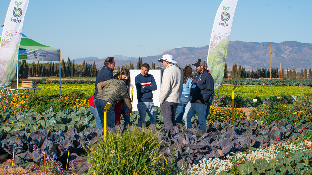 bejo open days|bejo brocoli burgundi|bejo col picuda|col china